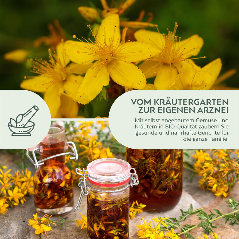 BIO Johanniskraut Samen - Heilkräuter Saatgut aus biologischem Anbau (300 Korn) - HappySeed