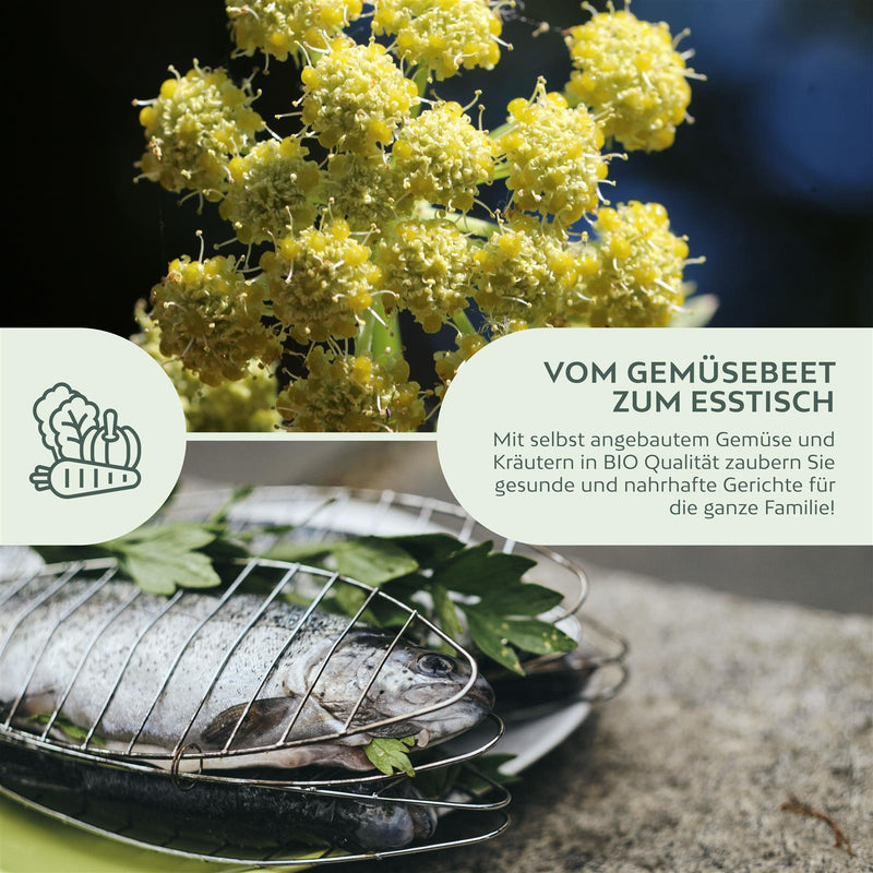 BIO Liebstöckel Samen - Küchenkräuter Saatgut aus biologischem Anbau (50 Korn) - HappySeed