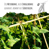 Meterbohne Samen - Vigna unguiculata - HappySeed