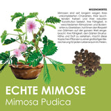 GROW2GO Mimose Starter Kit - Pflanzset aus Mini-Gewächshaus, Mimose Samen & Erde - HappySeed