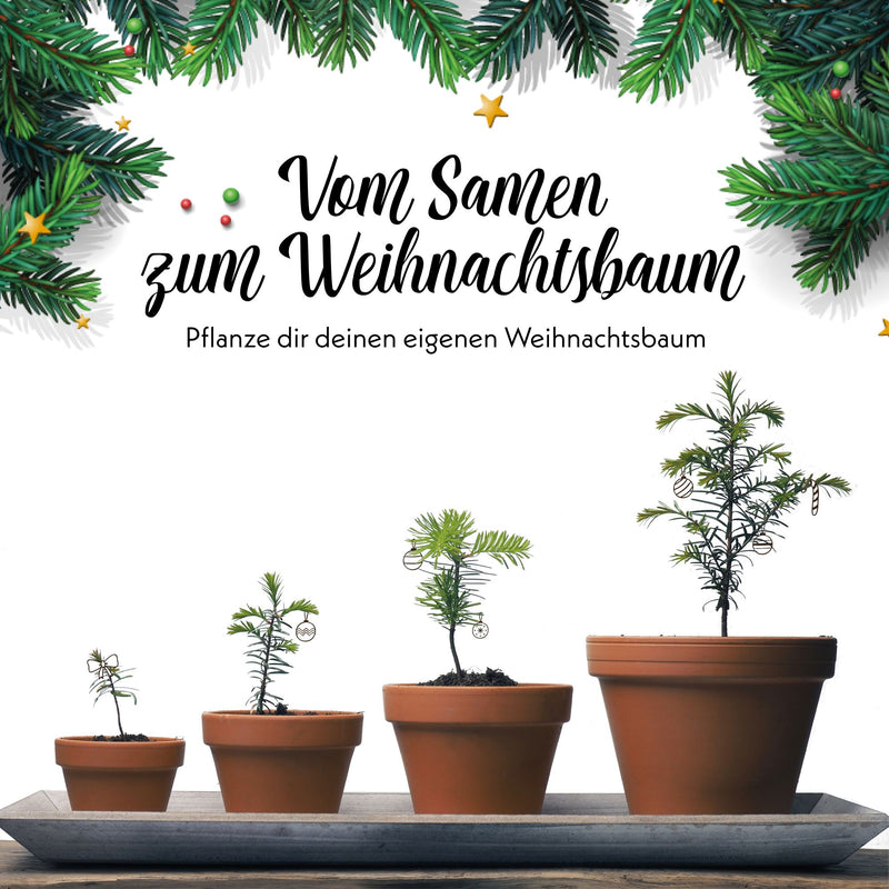 GROW2GO Weihnachtsbaum zum selber Pflanzen - Mini-Gewächshaus, Nordmanntanne Samen & Erde - HappySeed