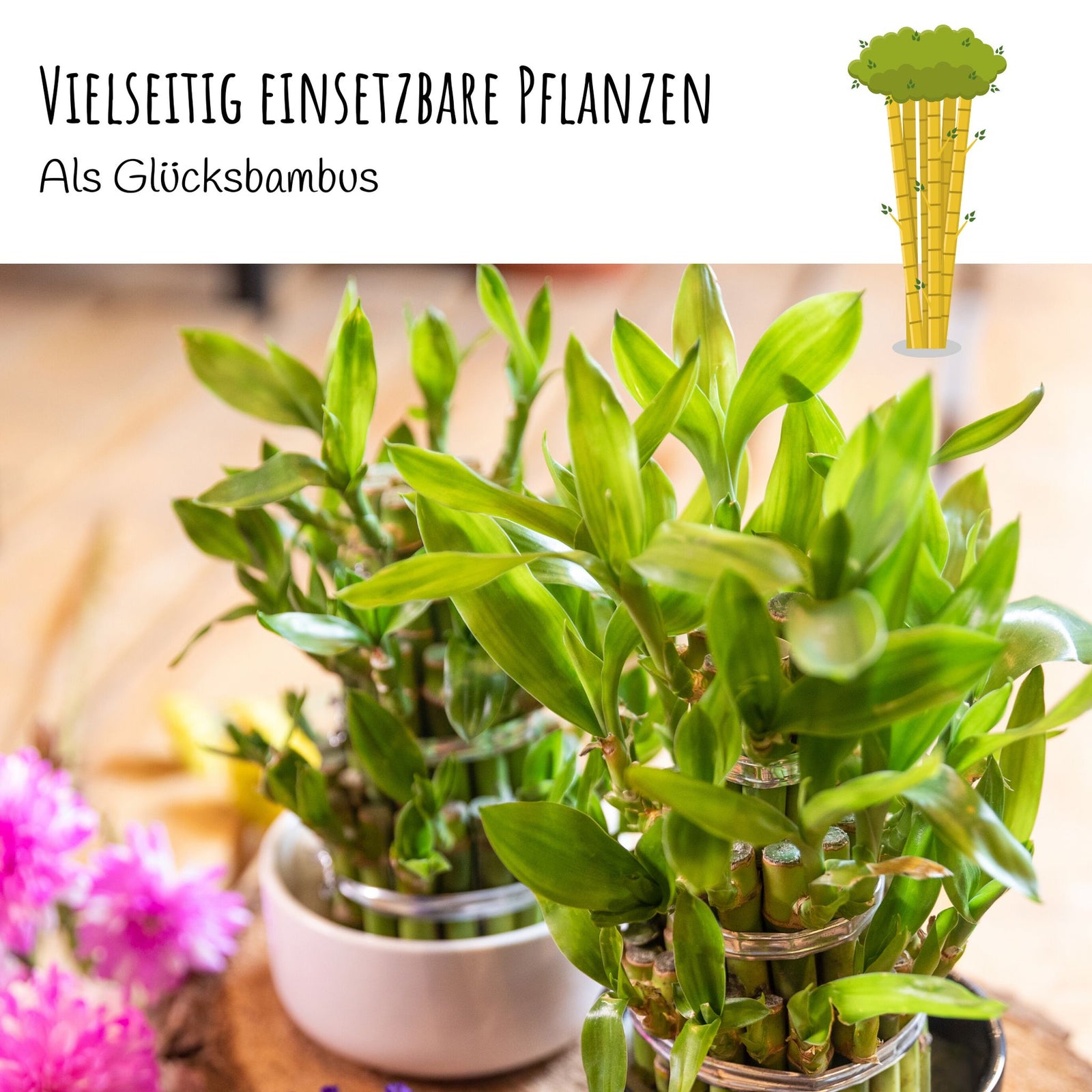 Moso Riesenbambus Samen