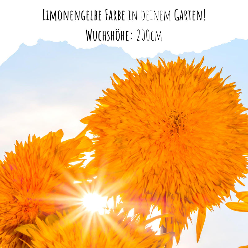 Sonnenblumen Samen - Helianthus annuus (Sonnengold) - HappySeed