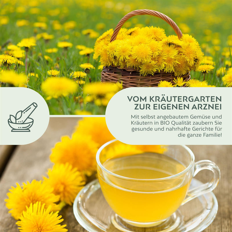 BIO Löwenzahn Samen - Küchenkräuter Saatgut aus biologischem Anbau (400 Korn) - HappySeed