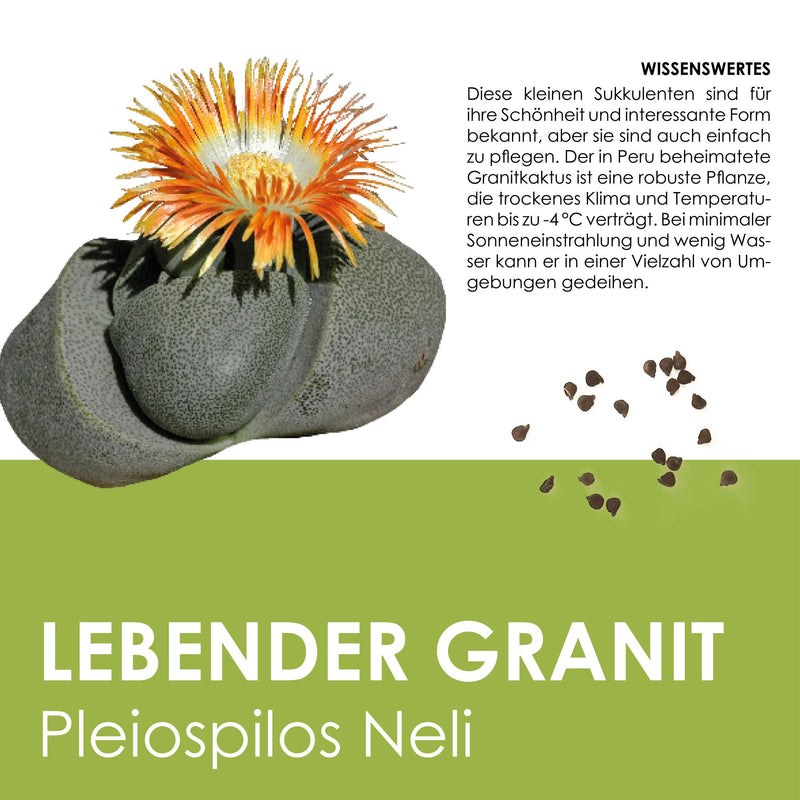 GROW2GO Kakteen Starter Kit - Mini-Gewächshaus, Kaktus Samen & Erde (Lebender Granit) - HappySeed