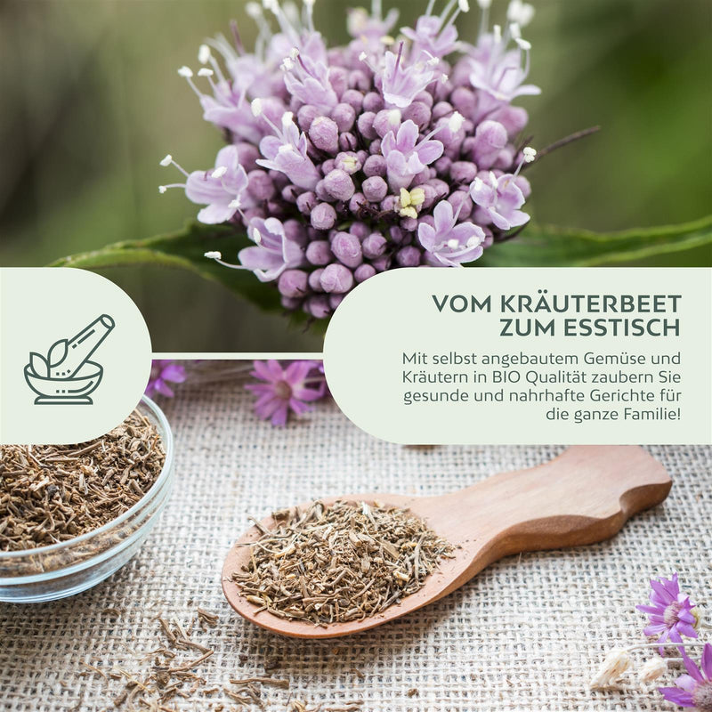 BIO Baldrian Samen - Heilkräuter Saatgut aus biologischem Anbau (200 Korn) - HappySeed