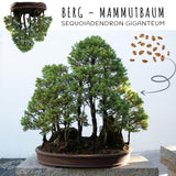 Außergewöhnliche Bonsai Samen mit hoher Keimrate - 5er Set inkl. GRATIS eBook - HappySeed