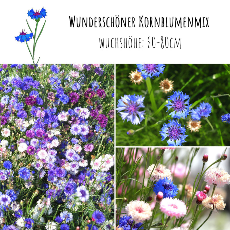 Kornblumen Samen (Centaurea cyanus) - Mix, 1000 Korn, 80 cm - HappySeed