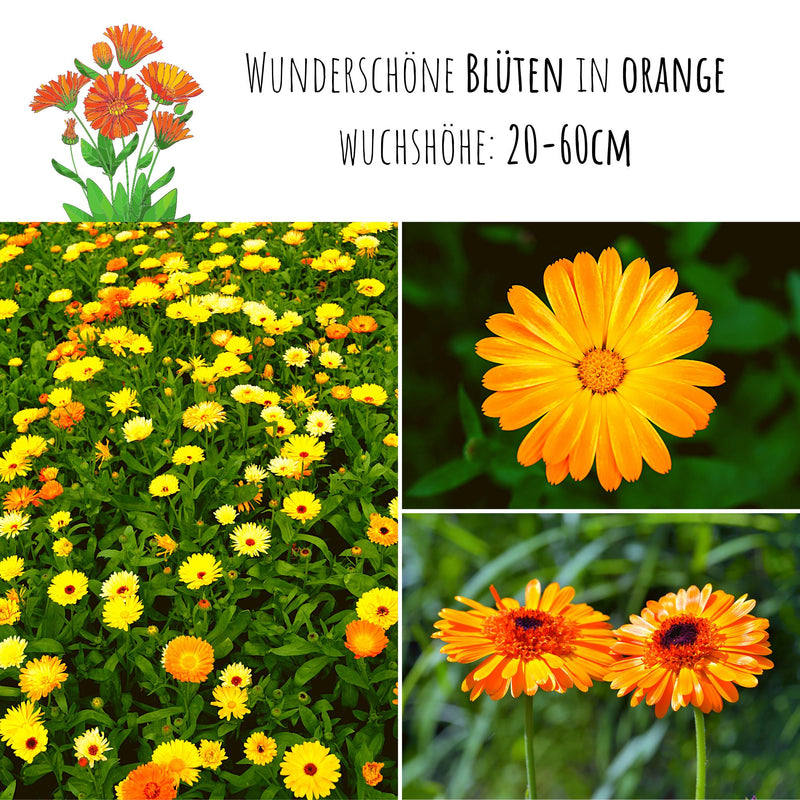 Ringelblumen Samen - Calendula Officinalis (Gelb/Orange) - HappySeed