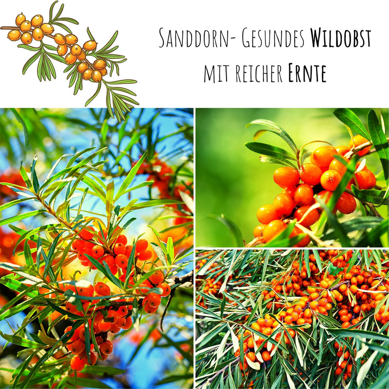 Sanddorn Samen - Hippophae rhamnoides - HappySeed