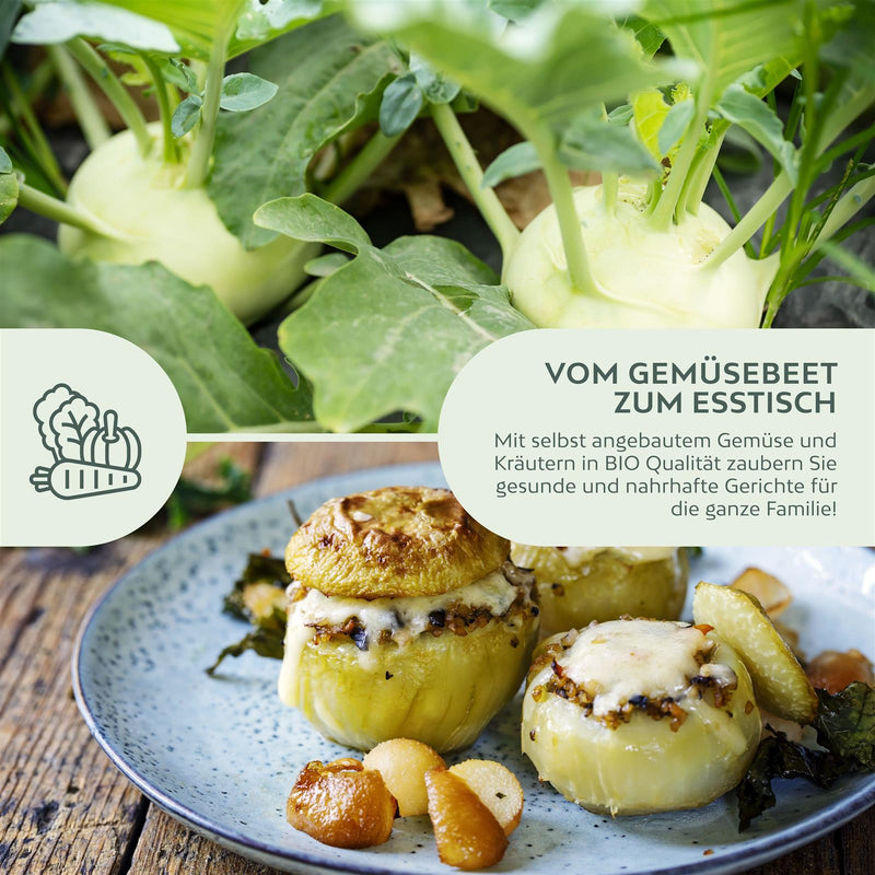 BIO Kohlrabi Samen (Superschmelz) - Kohlrabi Saatgut aus biologischem Anbau (20 Korn) - HappySeed