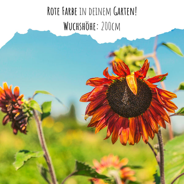 Sonnenblumen Samen - Helianthus annuus (Eklipse) - HappySeed