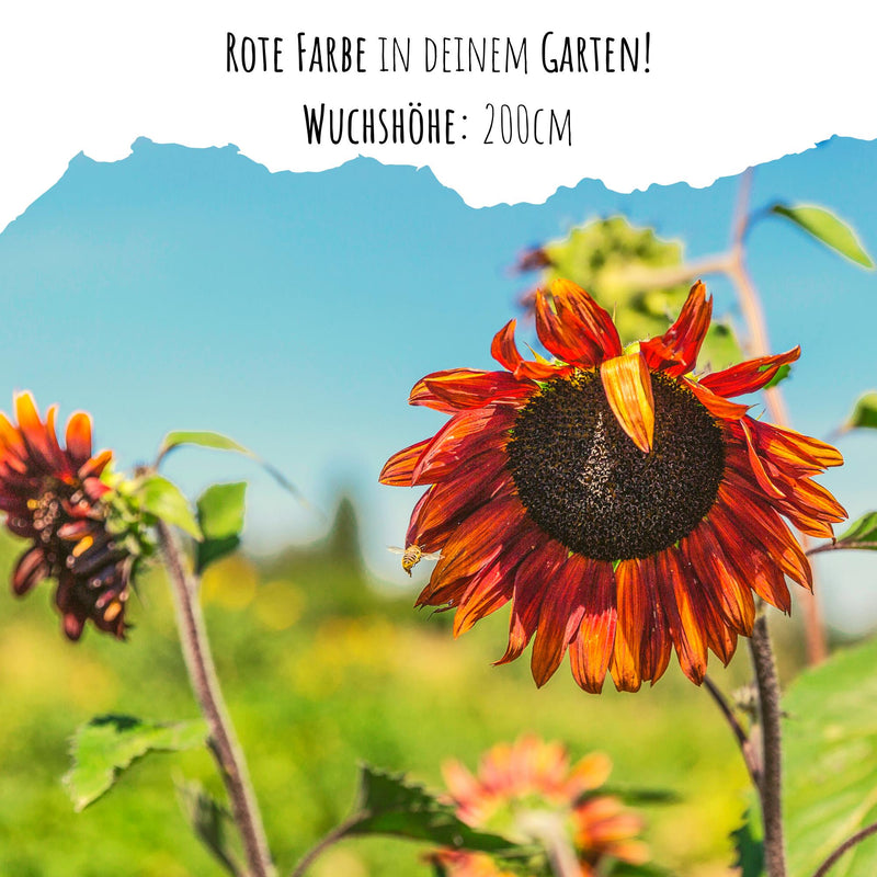 Sonnenblumen Samen - Helianthus annuus (Eklipse) - HappySeed