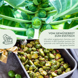 BIO Rosenkohl Samen (Groninger) - Rosenkohl Saatgut aus biologischem Anbau (30 Korn) - HappySeed