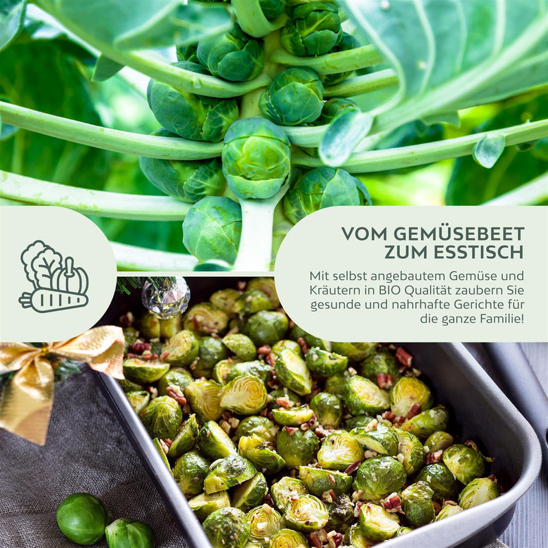 BIO Rosenkohl Samen (Groninger) - Rosenkohl Saatgut aus biologischem Anbau (30 Korn) - HappySeed