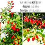Goji Beeren Samen - Lycium chinense - HappySeed