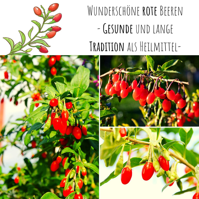 Goji Beeren Samen - Lycium chinense - HappySeed