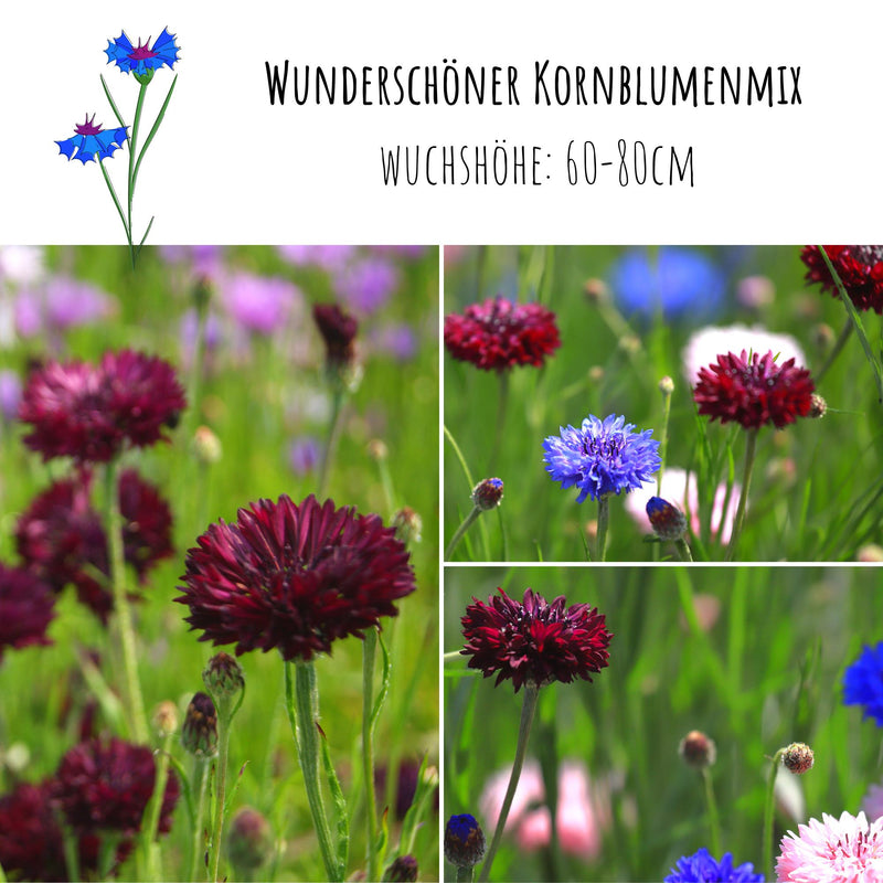 Kornblumen Samen (Centaurea cyanus) - Schwarz, 1000 Korn, 80 cm - HappySeed