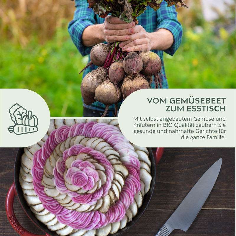 BIO Rote Beete Samen (Chioggia) - Rote Bete Saatgut aus biologischem Anbau (35 Korn) - HappySeed