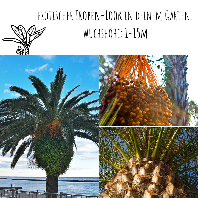 Kanarische Dattelpalme Samen - Phoenix canariensis - HappySeed