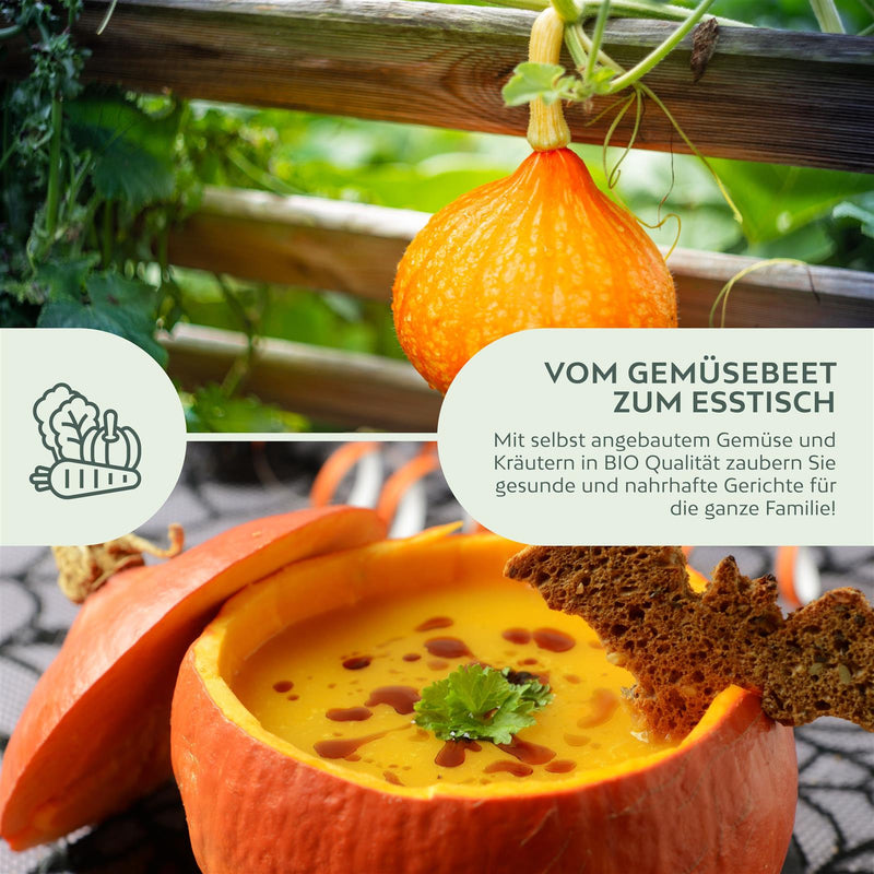 BIO Kürbis Samen (Hokkaido) - Kürbis Saatgut aus biologischem Anbau (5 Korn) - HappySeed