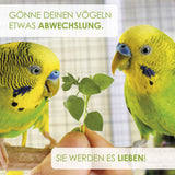 Vogelmiere Samen - Stellaria media - HappySeed