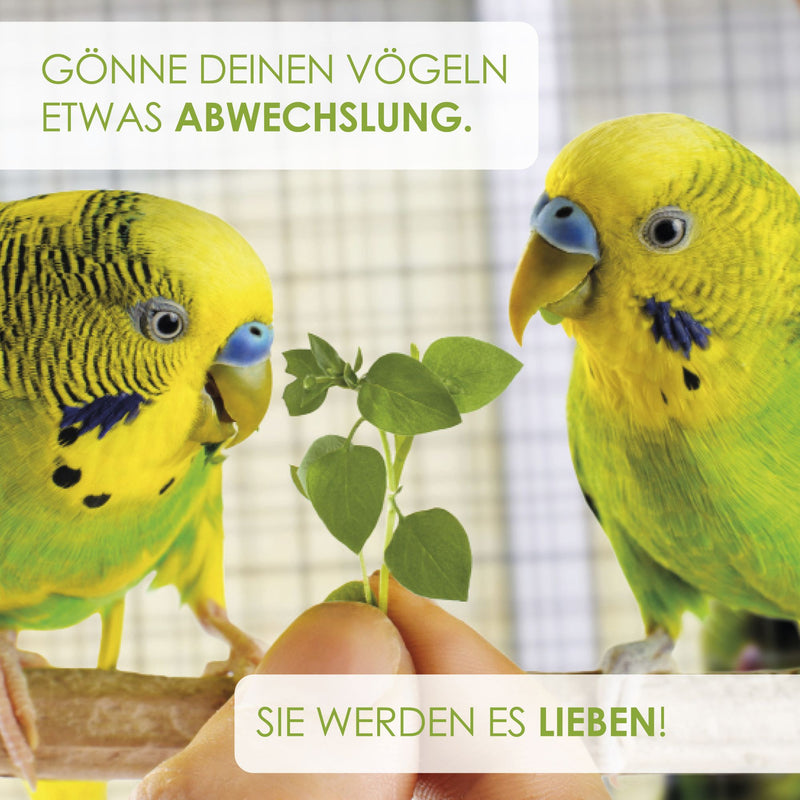 Vogelmiere Samen - Stellaria media - HappySeed