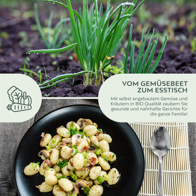 BIO Frühlingszwiebel Samen (Weißer Lissabonner) - Frühlingszwiebeln Saatgut aus biologischem Anbau (75 Korn) - HappySeed