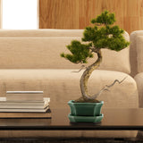 Bonsai Schale aus Keramik mit Untersetzer in Jadegrün - 11 x 6,5 x 9 cm - HappySeed