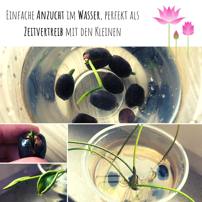 Lotus Samen winterhart (Nelumbo nucifera) - Indische Lotusblume Samen mit majestätischen Blüten zum selber ziehen für Aquarium, Teich &amp; Garten - HappySeed