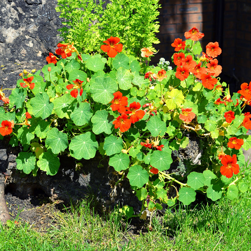 Kapuzinerkresse Samen - Tropaeolum majus - HappySeed