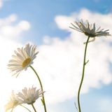 Gänseblümchen Samen - Bellis perennis - HappySeed