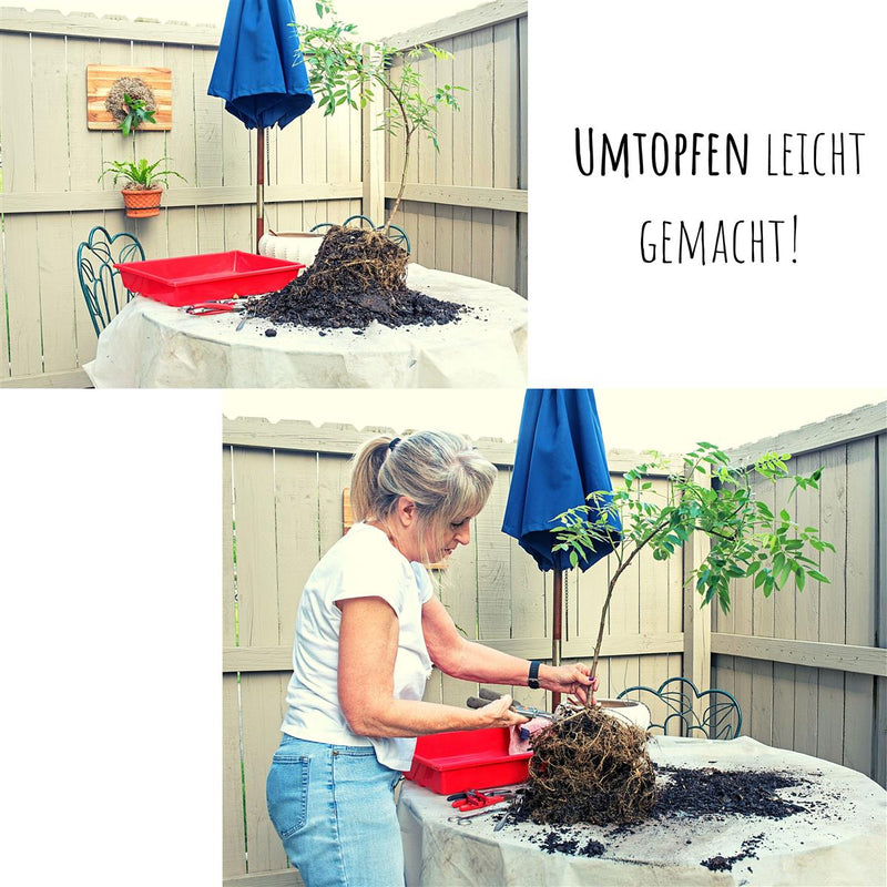 Berg Mammutbaum Samen - Sequoia giganteum (Bonsai) - HappySeed