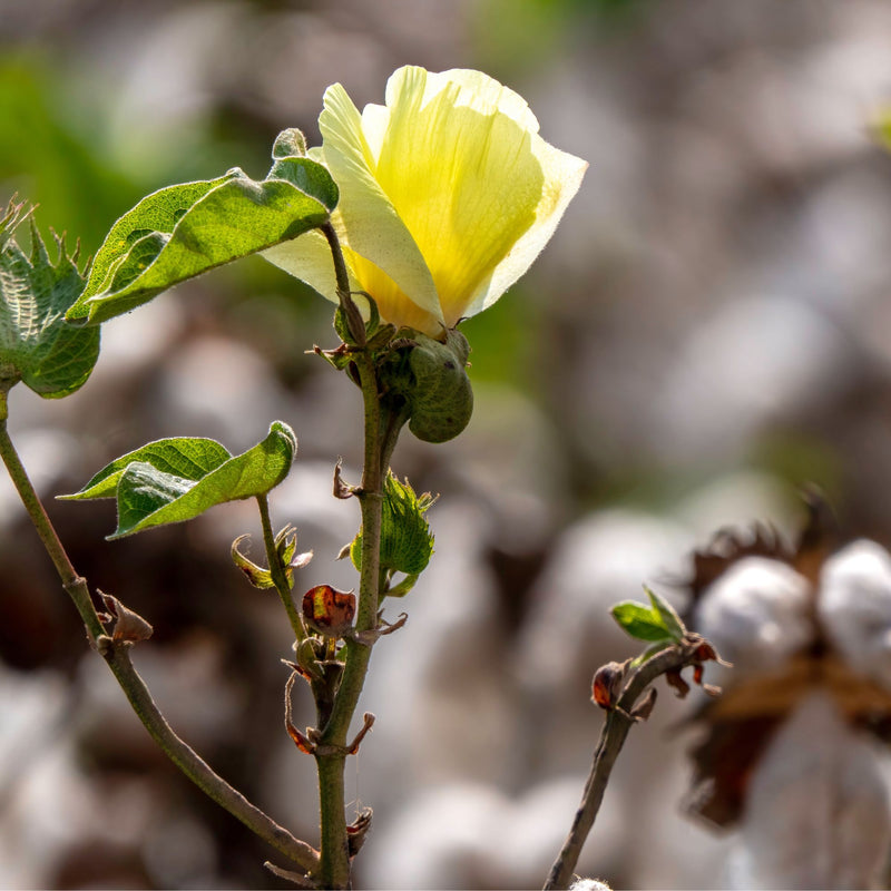 GROW2GO Baumwoll-Pflanzset ideal zur Baumwollhochzeit - Mini-Gewächshaus, Baumwollsamen &amp; Erde - HappySeed