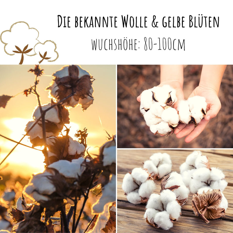 Topfbaumwoll Samen - Gossypium Herbaceum - HappySeed