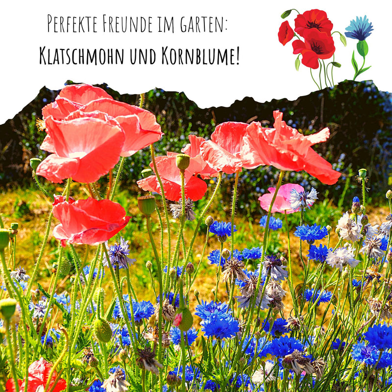 Kornblumen Samen (Centaurea cyanus) - Rot, 1000 Korn, 80 cm - HappySeed