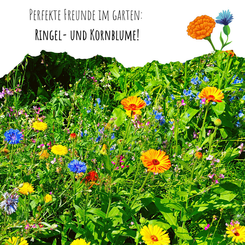 Ringelblumen Samen - Calendula Officinalis (Gelb/Orange) - HappySeed
