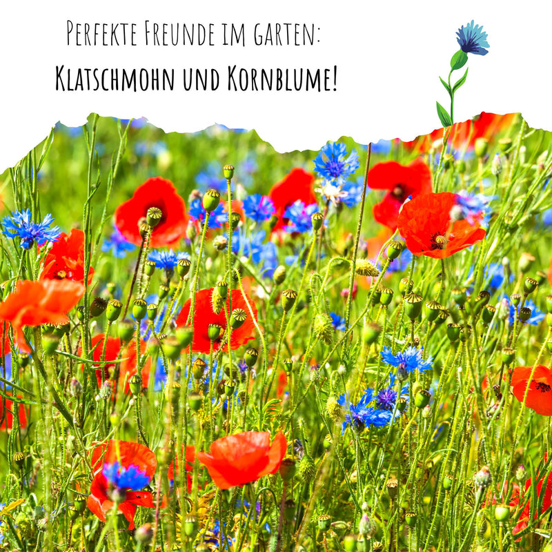 Kornblumen Samen (Centaurea cyanus) - Mix, 1000 Korn, 80 cm - HappySeed