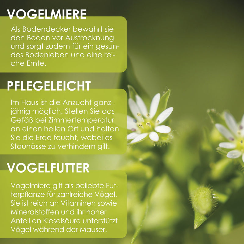 Vogelmiere Samen - Stellaria media - HappySeed