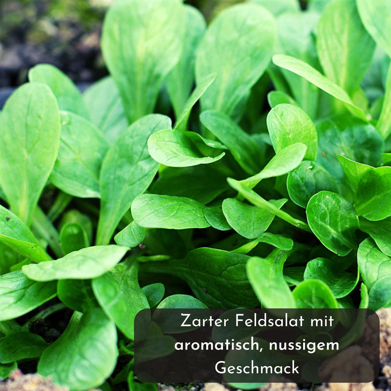 5m Saatband mit Feldsalat Samen - Verte a coeur plein 2 - Valerianella locusta - HappySeed