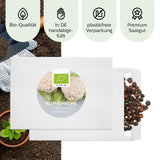 BIO Blumenkohl Samen (Schneeball) - Blumenkohl Saatgut aus biologischem Anbau (35 Korn) - HappySeed