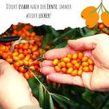Sanddorn Samen - Hippophae rhamnoides - HappySeed