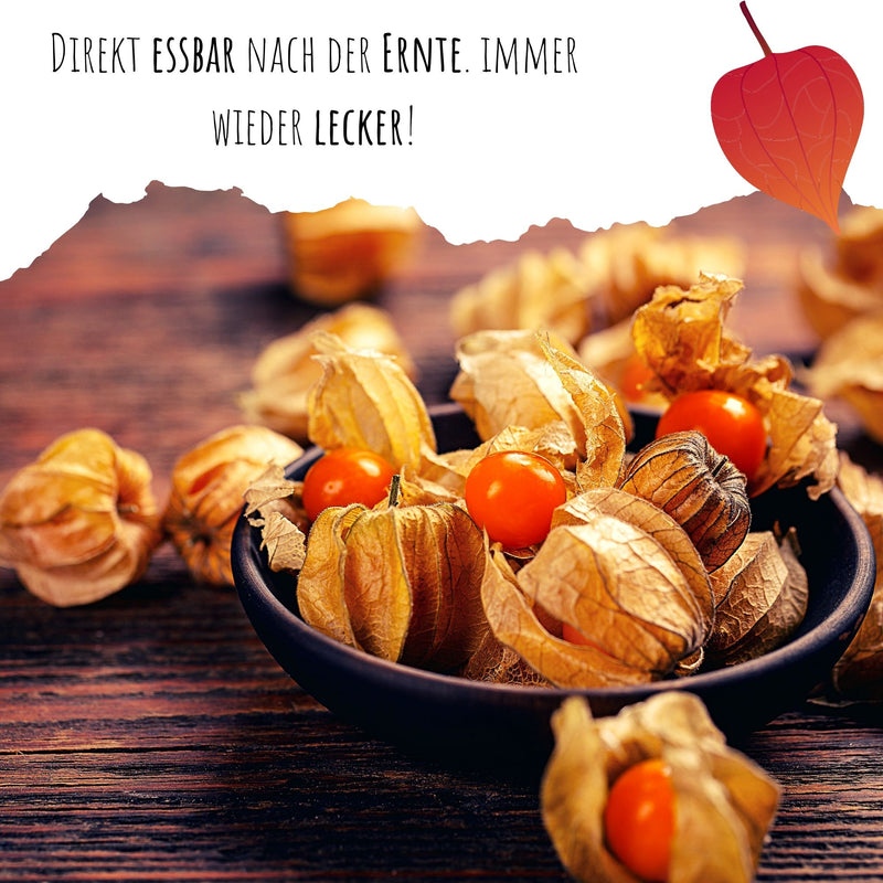 Physalis / Kapstachelbeere Samen - Physalis peruviana - HappySeed