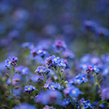 Vergissmeinnicht Samen - Myosotis - HappySeed