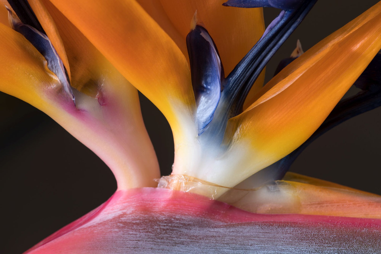 Strelitzia Samen kaufen: Paradiesvogelblume & Strelitzie Reginae – HappySeed