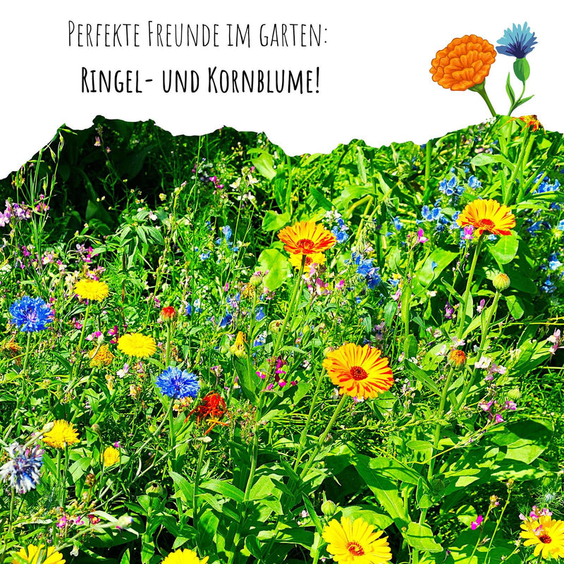 Ringelblumen Samen - Calendula Officinalis (Abendrot) - HappySeed