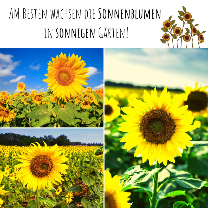 Sonnenblumen Samen - Helianthus annuus (Goldgelb) - HappySeed
