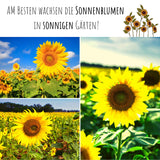 Sonnenblumen Samen - Helianthus annuus (Sanfte Riesen) - HappySeed