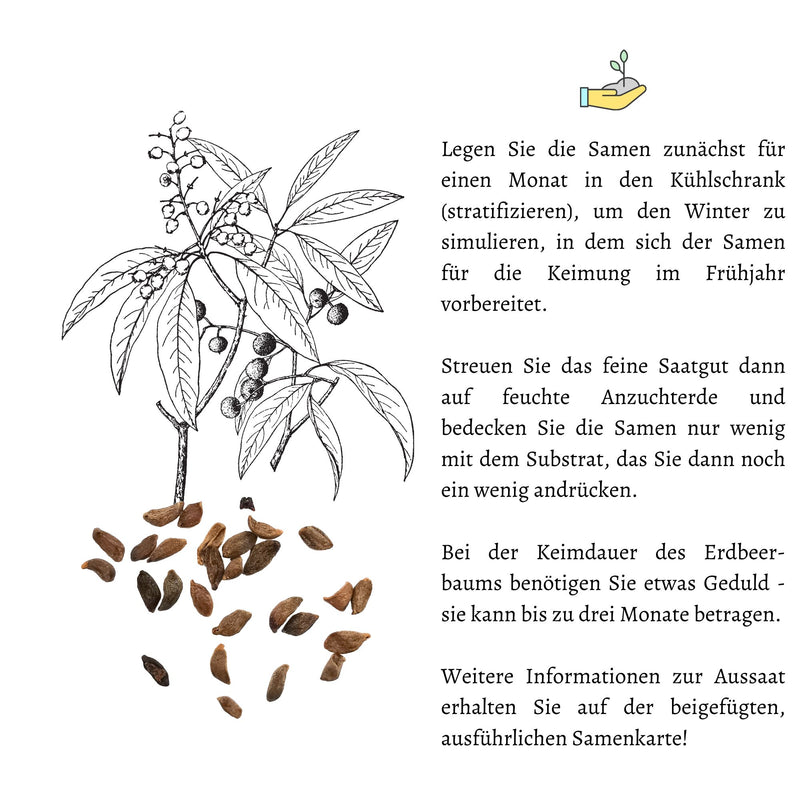 Erdbeerbaum Samen - Arbutus unedo - HappySeed