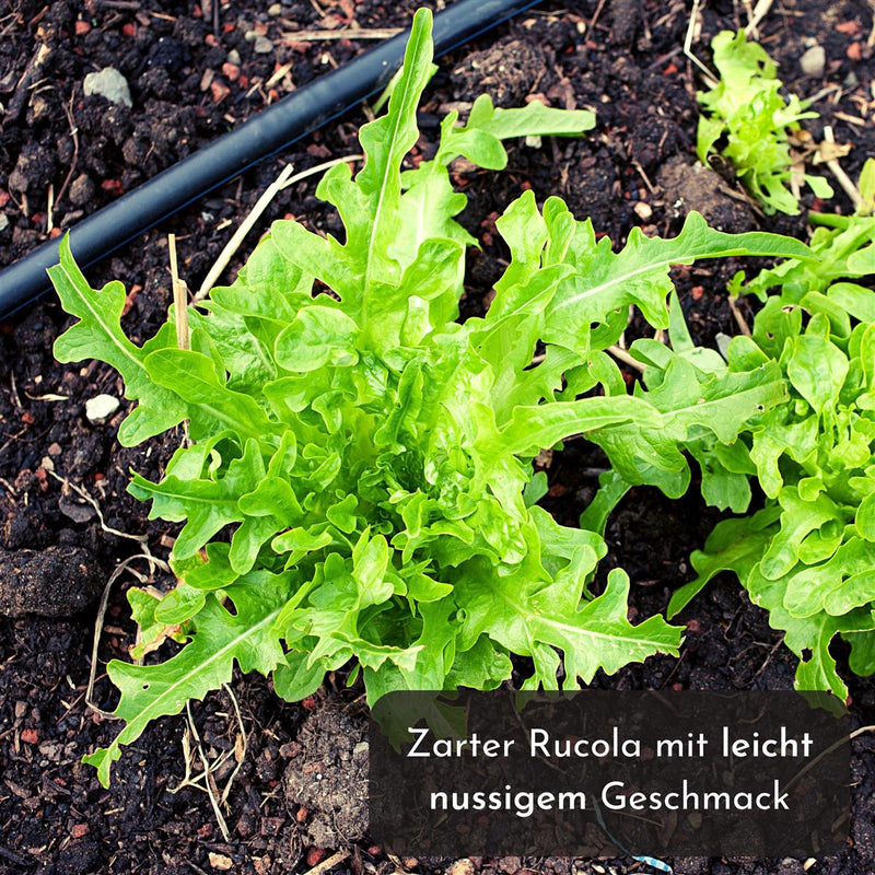 5m Saatband mit Rucola Samen - Eruca sativa - HappySeed